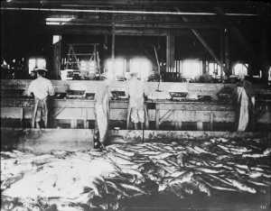 workers wash fish in a B.C. factory